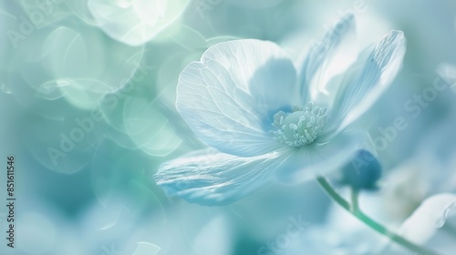 Delicate white petals unfold softly, showcasing gentle curves and subtle texture, set against a calming teal background, evoking serenity and peacefulness in this dreamy, high-contrast close-up.