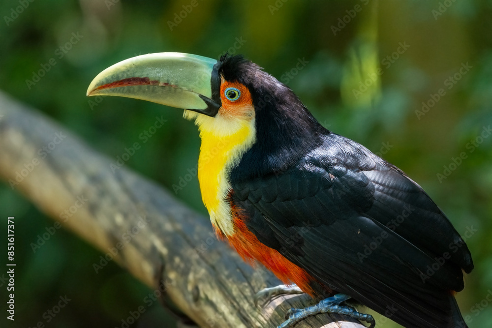 Obraz premium O tucano-de-bico-verde (Ramphastos dicolorus)