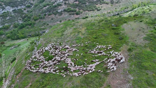 Flock of sheep kept in a traditional flock to protect them from wolves in the Valdivielso Valley. Las Merindades region. Burgos, Castilla y Leon, Spain, Europe photo