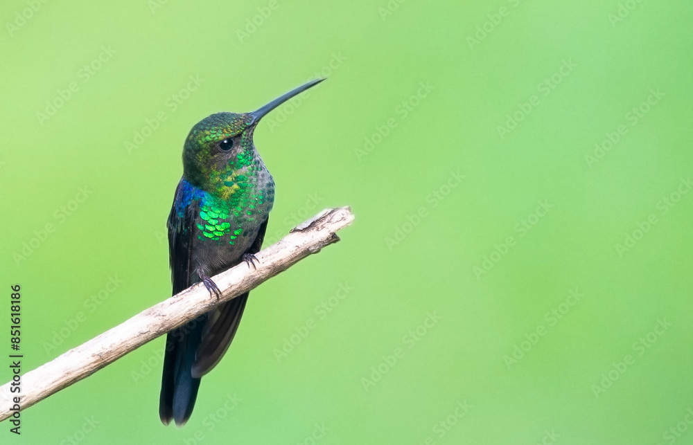 Obraz premium Thalurania watertonii