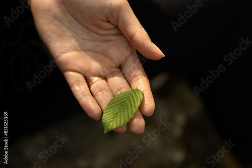hands holding a leaf