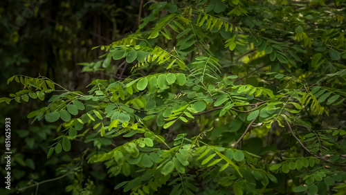 Caesalpinia in the woods