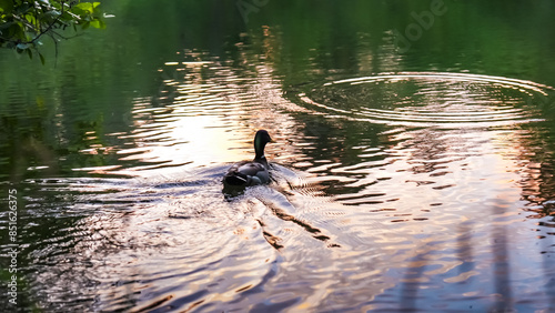 A duck in the river