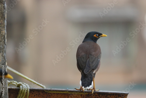 Indian Region Bird Common Mayna  photo