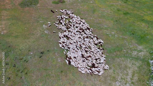 Flock of sheep kept in a traditional flock to protect them from wolves in the Valdivielso Valley. Las Merindades region. Burgos, Castilla y Leon, Spain, Europe photo