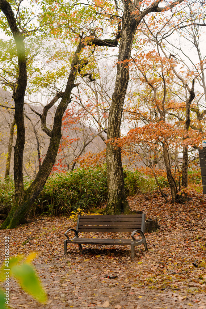 the essence of autumn at Naejangsan, Korea. A solitary bench is nestled amidst a vibrant forest, with leaves in hues of red, orange, and yellow marking the seasonal transition. the essence of autumn at Naejangsan, Korea. A solitary bench is nestled amidst a vibrant forest, with leaves in hues of red, orange, and yellow marking the seasonal transition.
