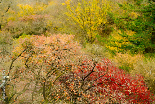 bare tree branches filled with clusters of ripe persimmons against a pale sky, hinting at the late autumn or early winter season.