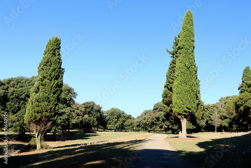 nature in N.P. Brioni, Croatia