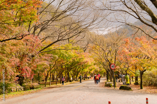 autumn in Naejangsan, Korea, where a traditional Asian architecture nestles amidst a tranquil, picturesque setting surrounded by vibrant autumn foliage. photo