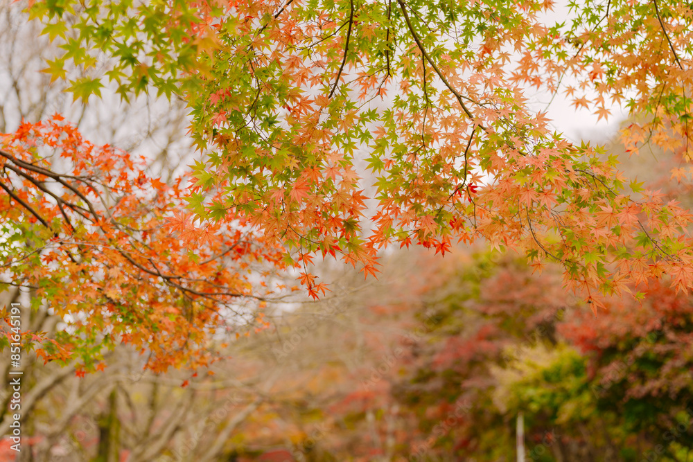 beautifully captures the autumn leaves at Naejangsan, Korea. The vibrant reds and oranges amidst the green foliage signal the change of seasons in a serene setting. beautifully captures the autumn leaves at Naejangsan, Korea. The vibrant reds and oranges amidst the green foliage signal the change of seasons in a serene setting.