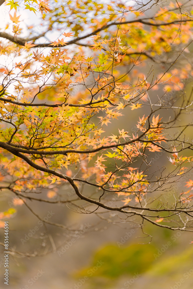 beautifully captures autumn leaves on a tree, where vibrant yellow hues dominate. A few green leaves persist, and a blurred background suggests a forest setting. beautifully captures autumn leaves on a tree, where vibrant yellow hues dominate. A few green leaves persist, and a blurred background suggests a forest setting.