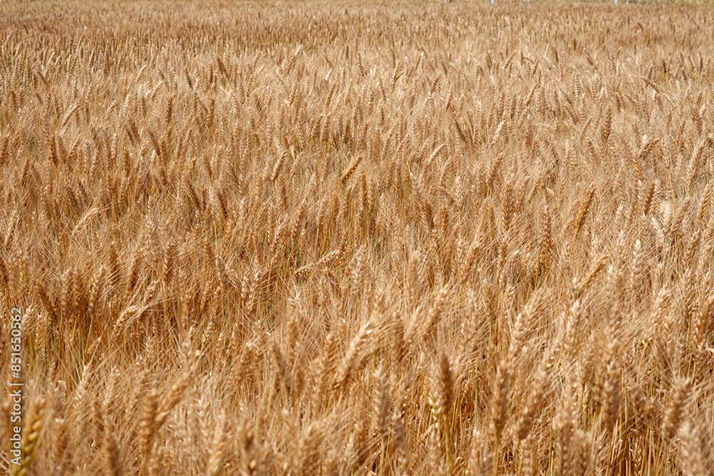 A large field with ears of golden wheat. A large field with ears of golden wheat.