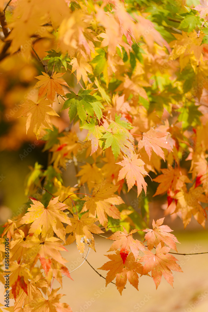 beautifully captures autumn leaves on a tree, where vibrant yellow hues dominate. A few green leaves persist, and a blurred background suggests a forest setting.
