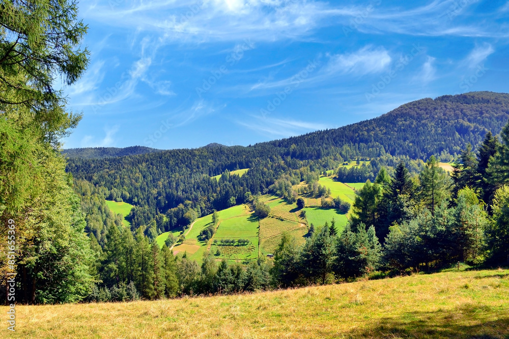 Obraz premium Summer trees and pasture in a beautiful mountain landscape. Summer landscape in Sadecki Beskids, Poland.