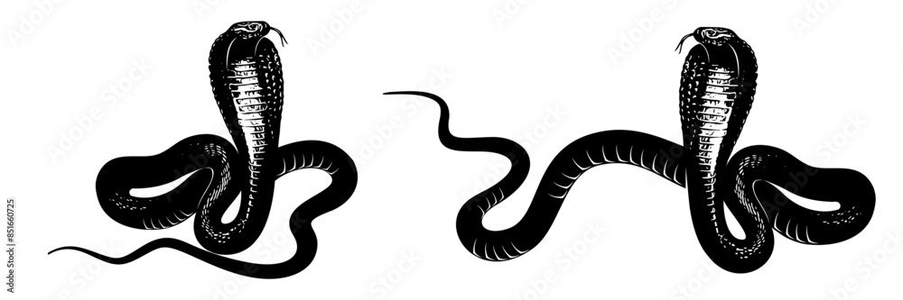 Fototapeta premium snake silhouette vector