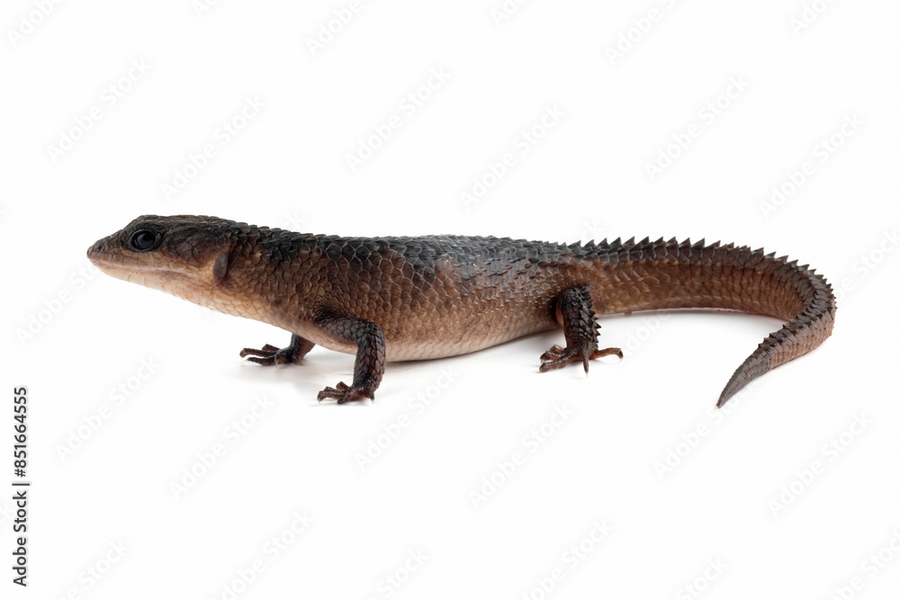 Sulawesi spiny water skink 