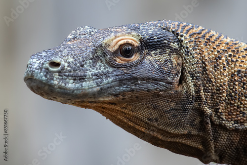 Canvastavla The Komodo dragon (Varanus komodoensis) closeup head, Closeup head of komodo