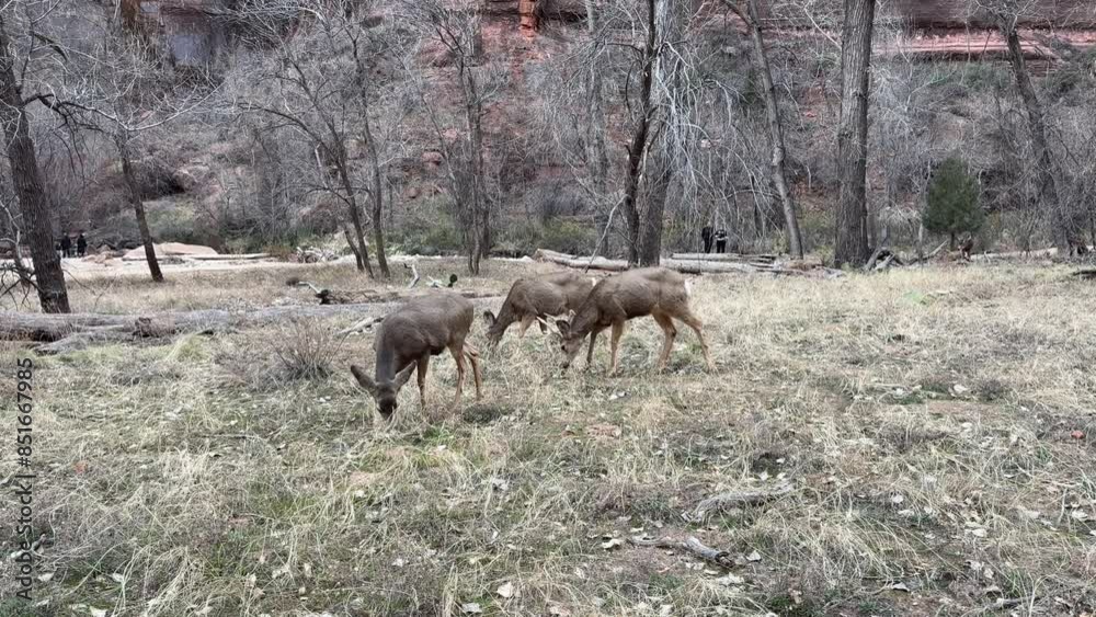 Wild mule deer grazing on the canyon floor of Zion National Park in Utah. Tourists can be seen in the background admiring the beautiful scenery - Utah, USA Wild mule deer grazing on the canyon floor of Zion National Park in Utah. Tourists can be seen in the background admiring the beautiful scenery - Utah, USA