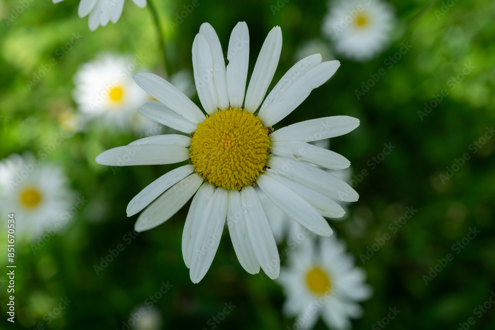 Fototapeta premium Margerite