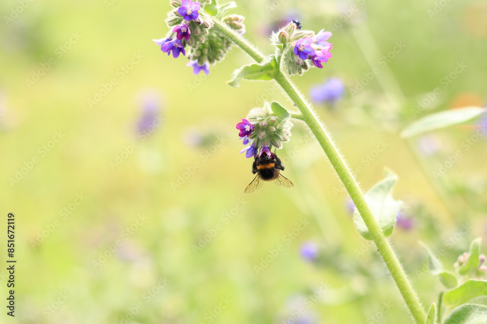 Bee collects nectar from wild flowers. Pollination of flowers by insects. Lawn with flowers, selective focus, summer. Close-up of a bee near a purple flower Bee collects nectar from wild flowers. Pollination of flowers by insects. Lawn with flowers, selective focus, summer. Close-up of a bee near a purple flower
