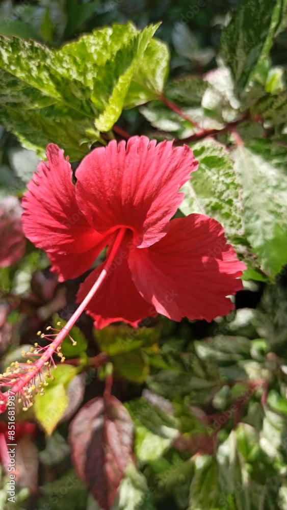 red hibiscus flower red hibiscus flower