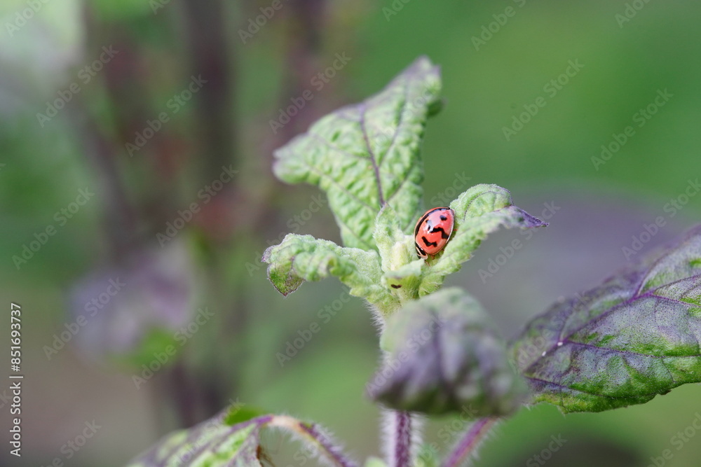 Ladybug found in agricultural fields Ladybug found in agricultural fields
