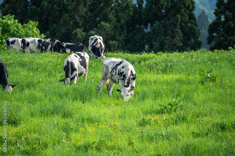 Fototapeta premium 緑が綺麗な牧場に放牧された牛たち