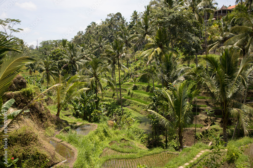 Beautiful view of rice terraces in Bali, Indonesia