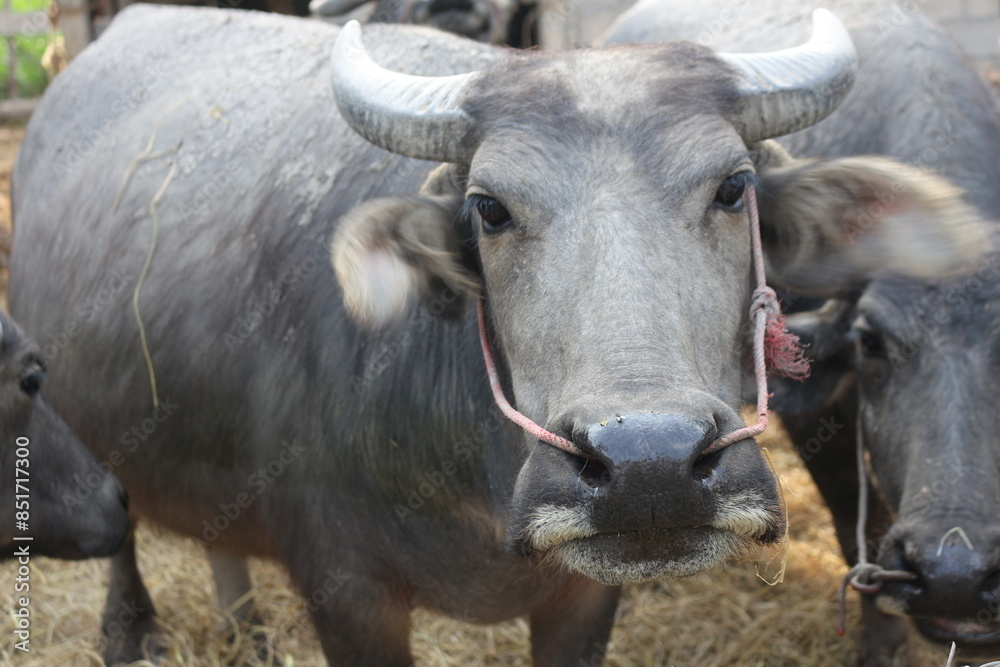 Naklejka premium These buffalos are so beautiful