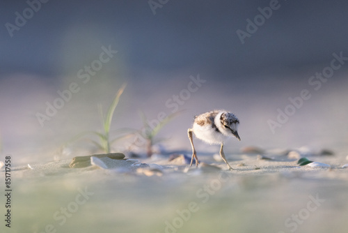 Waders or shorebirds, little ringed plover chick on the beach. Italy, Giulianova. photo