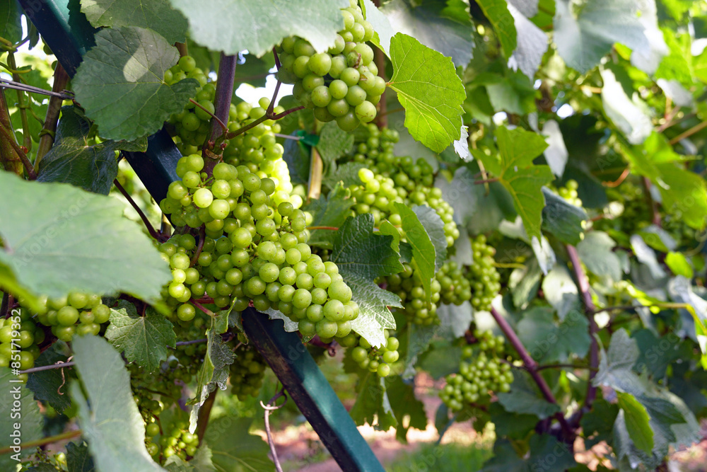 Many lush bunches with small green grapes among the foliage. Beginning of summer in the vineyard - close-up of formed grapes. Many lush bunches with small green grapes among the foliage. Beginning of summer in the vineyard - close-up of formed grapes.