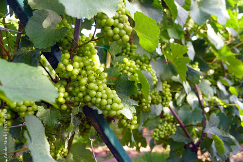 Wallpaper Mural Many lush bunches with small green grapes among the foliage. Beginning of summer in the vineyard - close-up of formed grapes. Torontodigital.ca