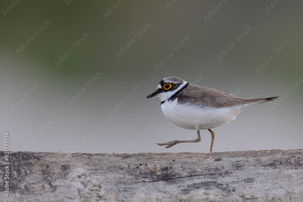 Wader or shorebird, little ringed plover (Charadrius dubius) on the beach. Wader or shorebird, little ringed plover (Charadrius dubius) on the beach.