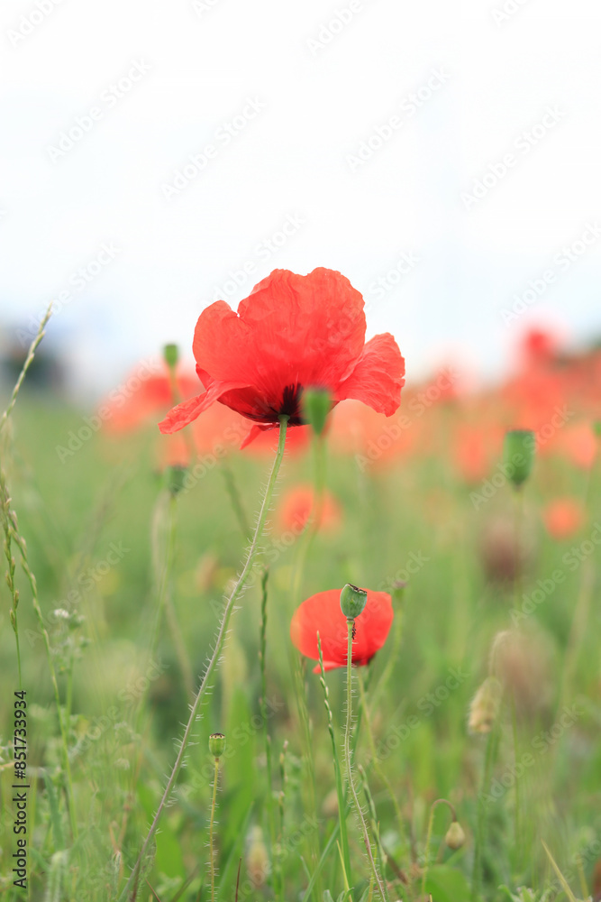 Fototapeta premium Red poppy in cloudy weather. Poppies blooming in summer, close-up. Natural background