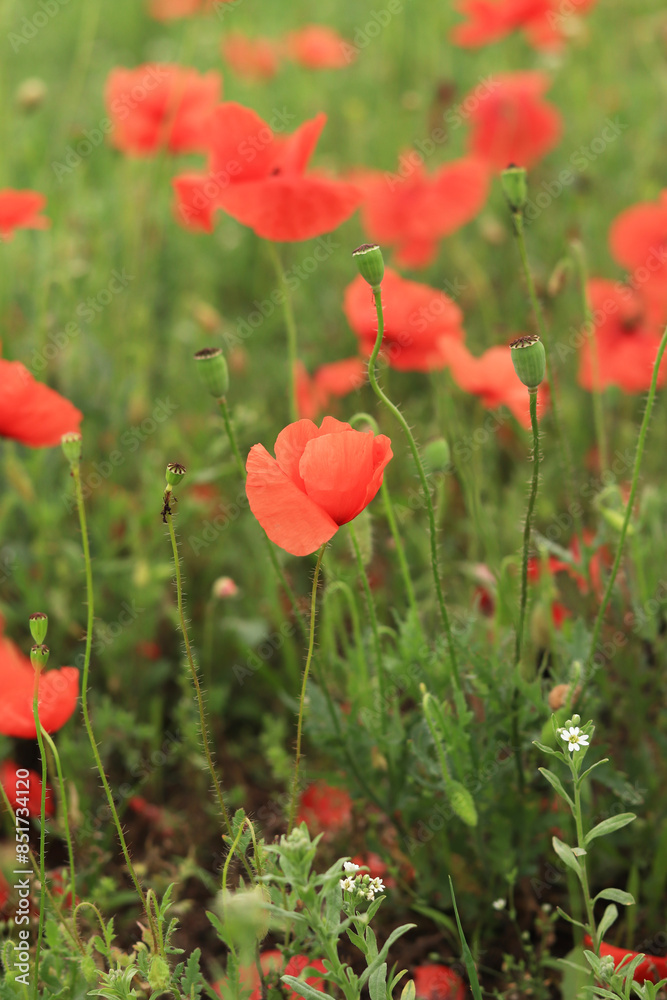 Fototapeta premium Red poppy. Spring flowers, natural background. Beautiful poppy blossoms on a sunny day. Flowers close up. Papaver rhoeas. Flowers on a lawn or clearing