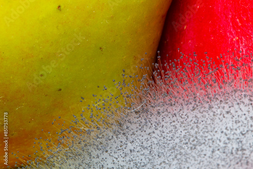 Waste of food, mold forming on nectarines and apples on a fruit plate. 