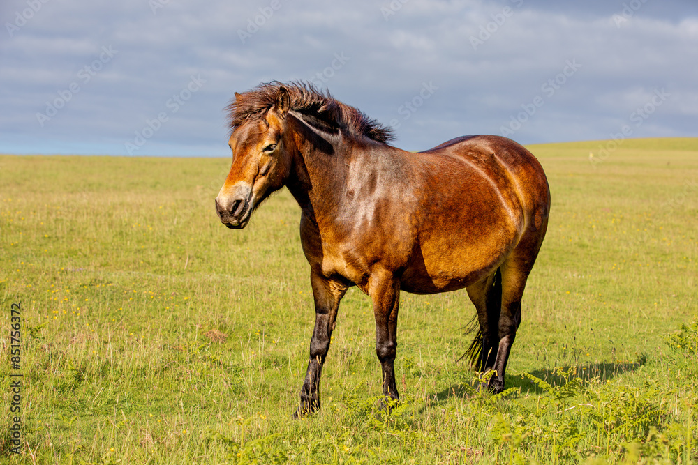 Obraz premium grazing horses at the Countisbury horse park