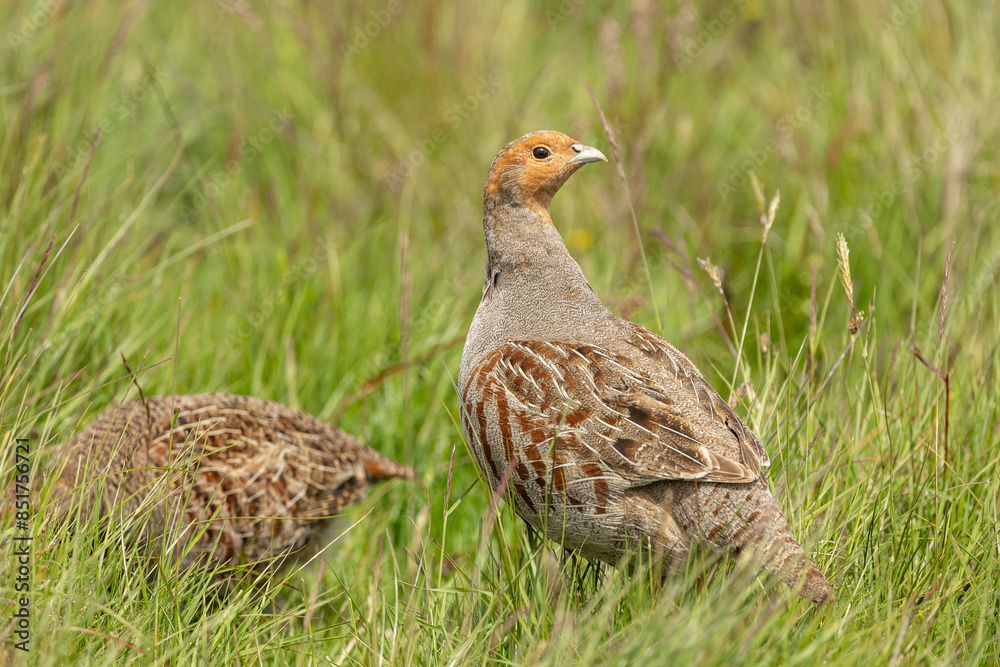 Grey partridges, Scientific name: Perdix Perdix. Close up of a male Grey partridge on managed moorland. Facing right with grey hen in background. Taken from car window, bean bag and long lens Grey partridges, Scientific name: Perdix Perdix. Close up of a male Grey partridge on managed moorland. Facing right with grey hen in background. Taken from car window, bean bag and long lens