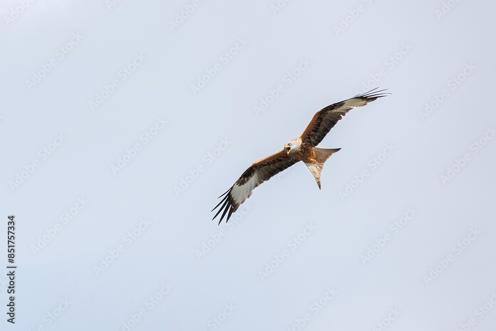 Red Kite (Milvus milvus) in flight, beak open calling Red Kite (Milvus milvus) in flight, beak open calling