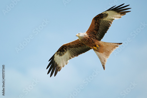 Red Kite (Milvus milvus) in flight