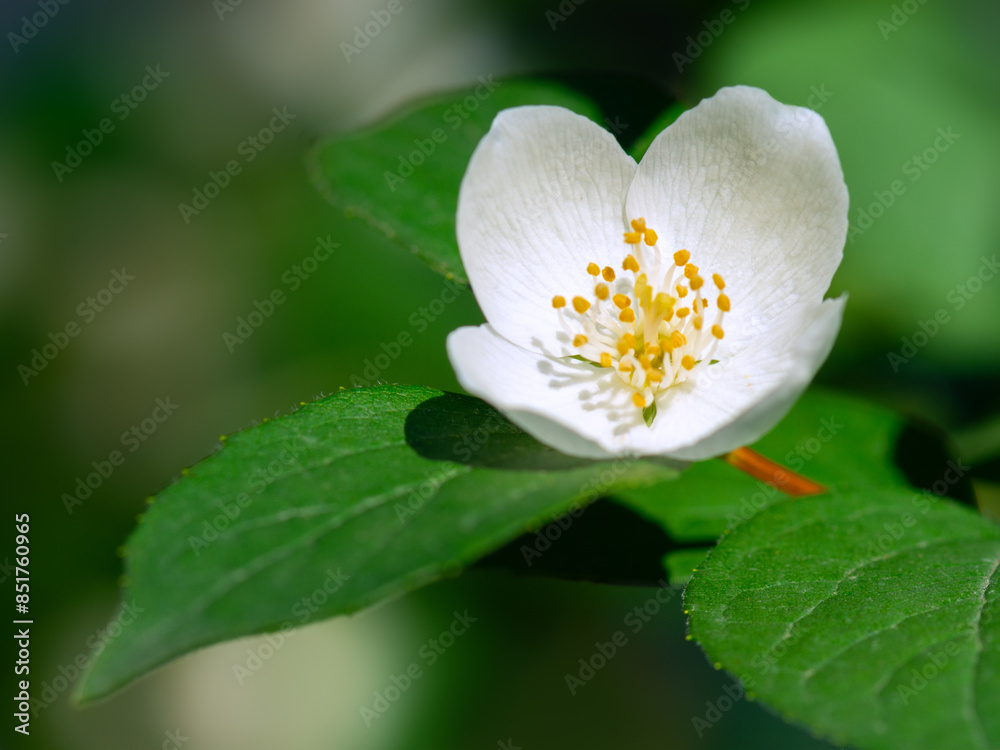 Fresh jasmine flowers (Jasminum) bloom in summer. Blurred background, macro photo. Fresh jasmine flowers (Jasminum) bloom in summer. Blurred background, macro photo.