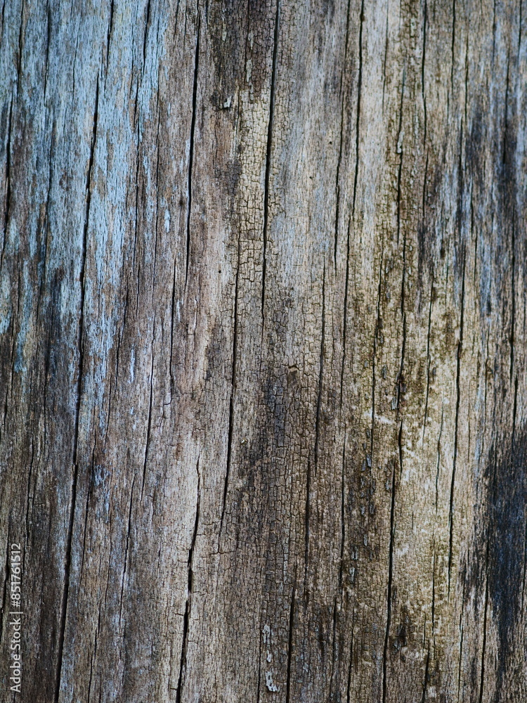 Fototapeta premium Bark from a tree, grey color, background