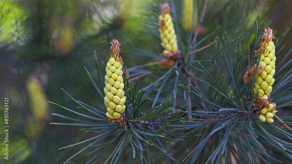 pinus resinosa. young tender cones on a pine branch in the forest. Closeup of Red Pine, Pinus resinosa, Male Pollen Cone, Pinecone, in Early Spring. natural background, medicinal, fragrant needles pinus resinosa. young tender cones on a pine branch in the forest. Closeup of Red Pine, Pinus resinosa, Male Pollen Cone, Pinecone, in Early Spring. natural background, medicinal, fragrant needles