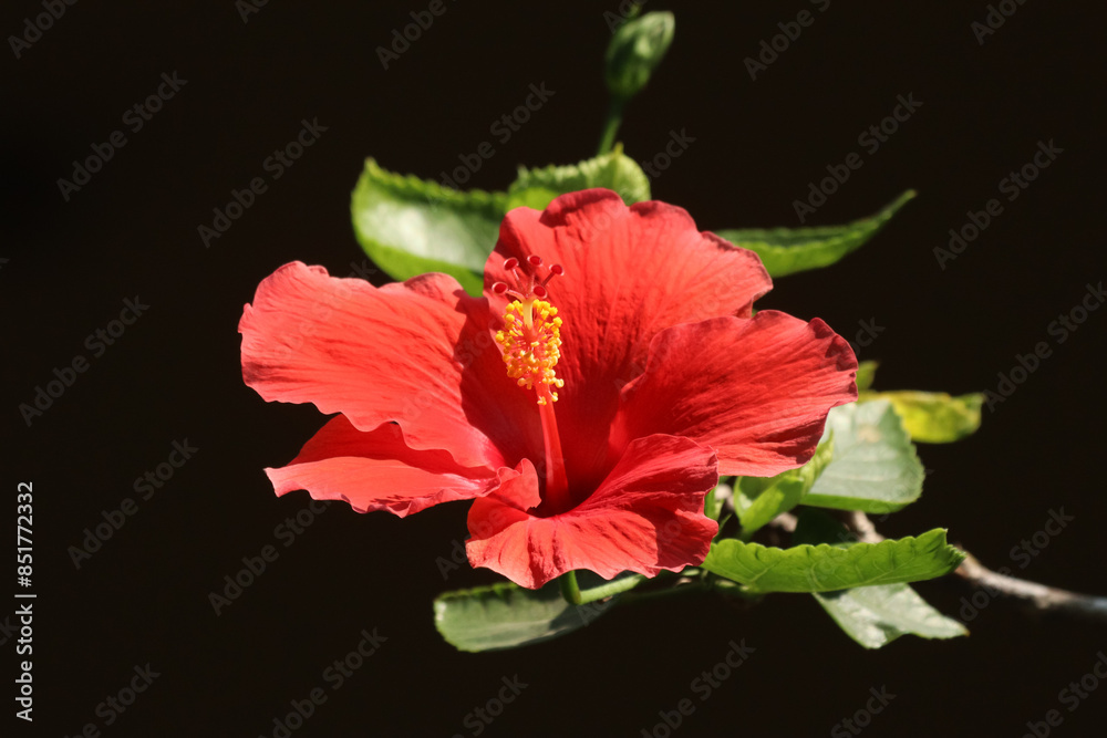 Close up Pollen of red Hibiscus rosa-sinensis Close up Pollen of red Hibiscus rosa-sinensis