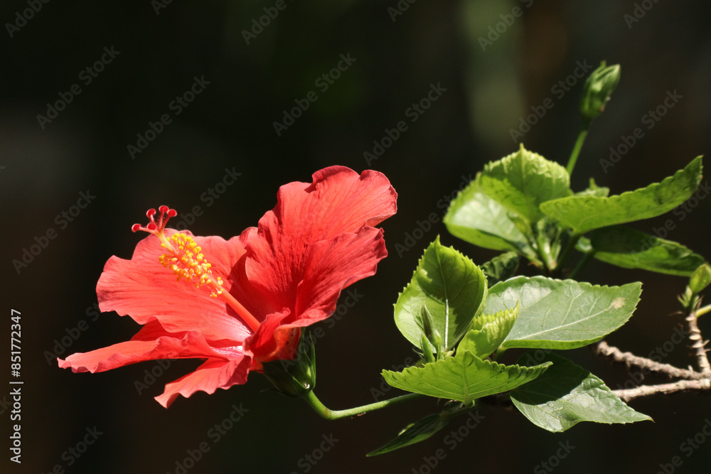Close up Pollen of red Hibiscus rosa-sinensis Close up Pollen of red Hibiscus rosa-sinensis