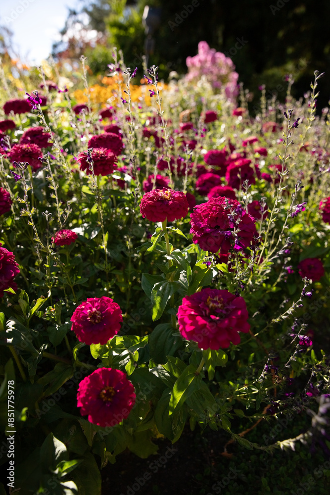Flowers in Butchart Gardens. Victoria, BC. Flowers in Butchart Gardens. Victoria, BC.
