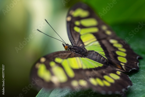 Close-up image of a siproeta stelenes or malachite,  a Neotropical brush-footed butterfly (family Nymphalidae). photo