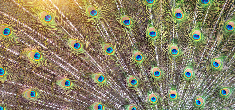 Obraz premium Beautiful peacock with feathers out