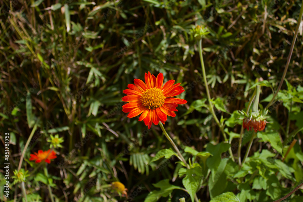 flower in the garden