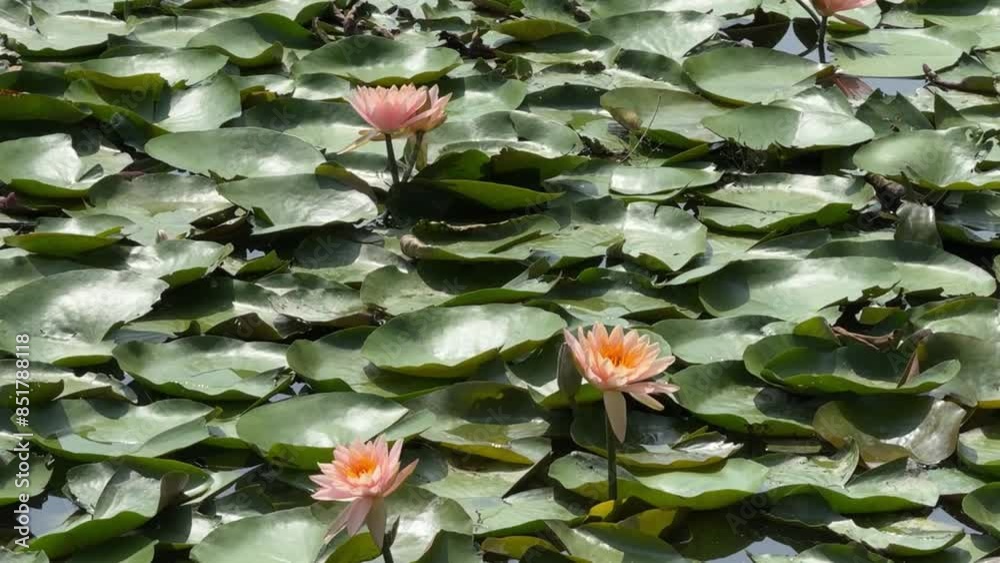 lotus flower in the pond